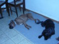 /album/a-casa-da-zzia/ettore-pluto-jpg/